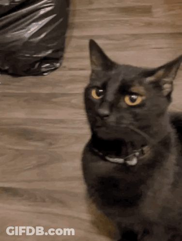 Black Cat With Yellow Eyes Laying On Floor GIF