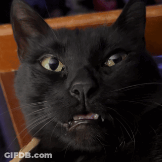 Black Cat With Yellow Eyes Looking At Camera GIF