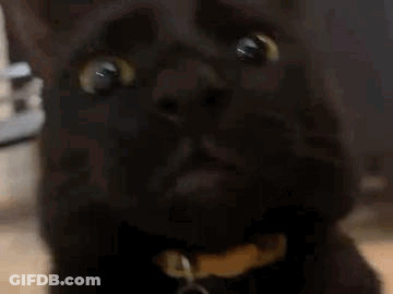 Black Cat With Yellow Eyes Looking Up GIF