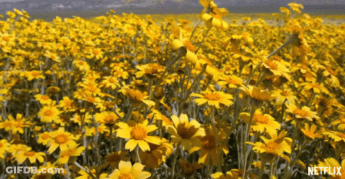 Black Cat With Yellow Flower Collar Walking On Dirt Path GIF