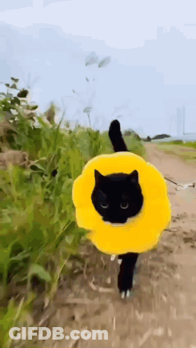 Black Cat With Yellow Flower Collar Walking On Dirt Path GIF