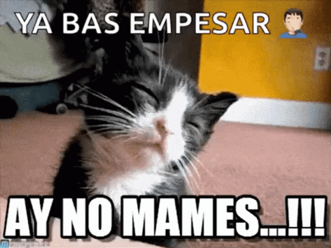 Black Cat Ya Bas Empesar No Mames GIF