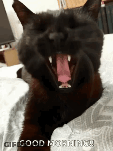 Black Cat Yawning Good Morning GIF