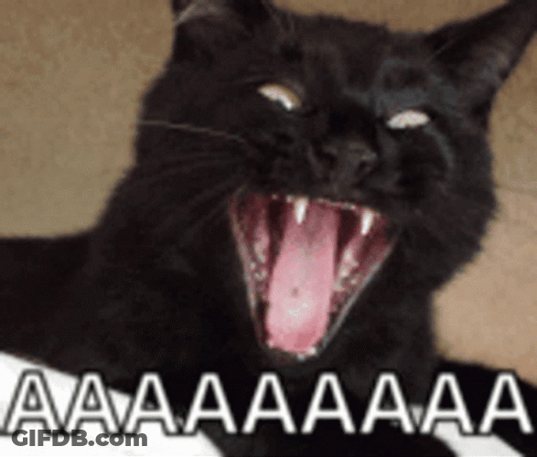 Black Cat Yelling GIF