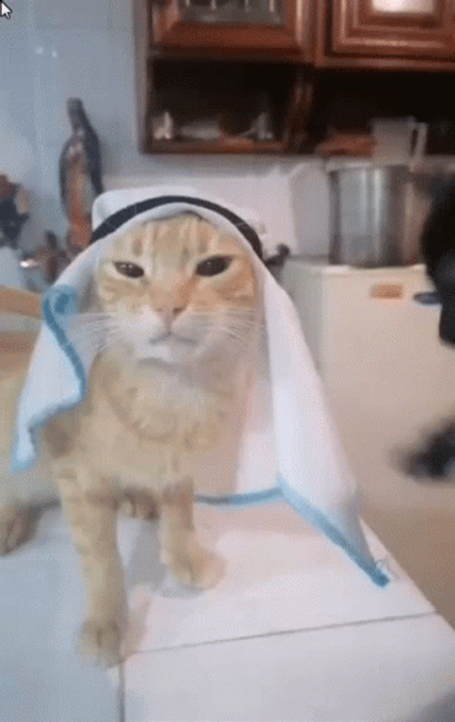Black Cat Yellow Cat Playing GIF