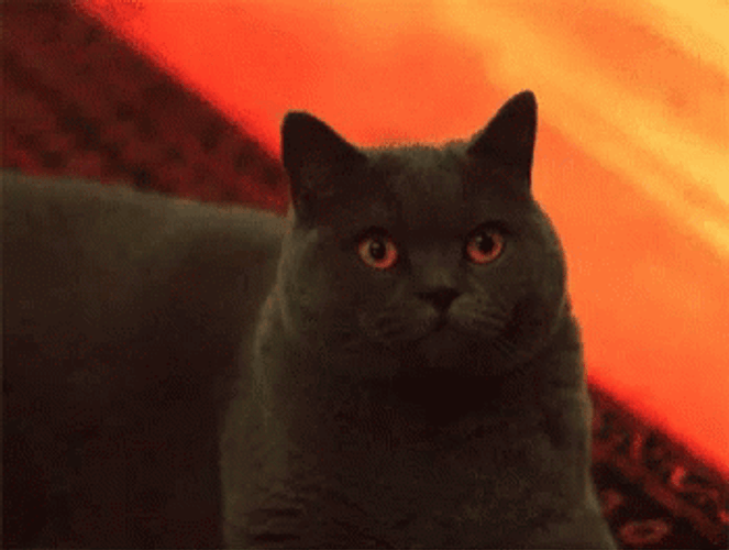 Black Cat Youll Shoot Your Eye Out GIF