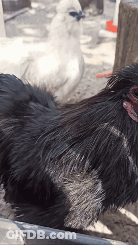 Black Chicken Close Up GIF