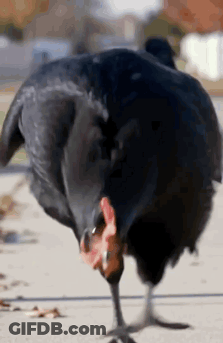 Black Chicken With Red Beak Standing GIF
