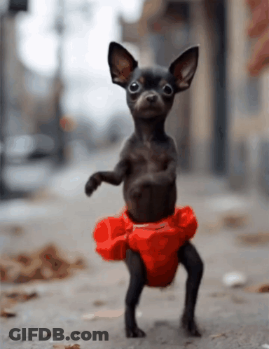 Black Chihuahua In Red Tutu Standing GIF