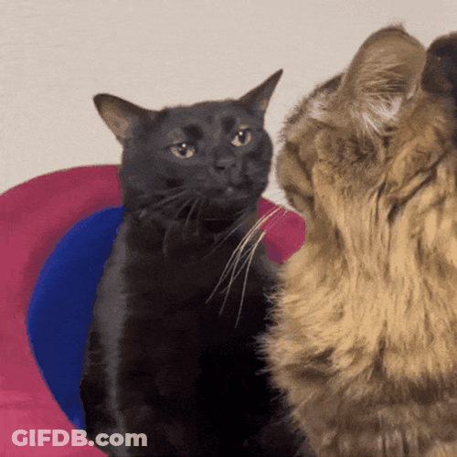 Black Clueless El Gato Meme GIF