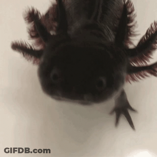 Black Crazy Axolotl GIF