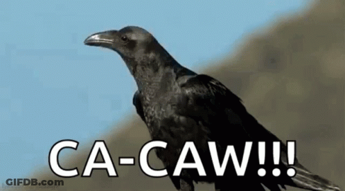 Black Crow On Rock Saying Ca-Caw!!! GIF