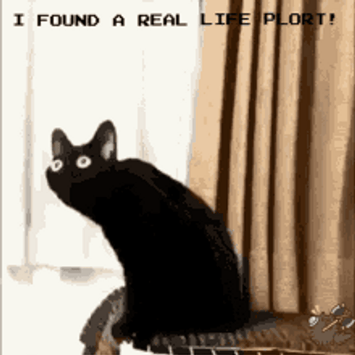 Black Curious Cat Memes Warp Life Plort GIF