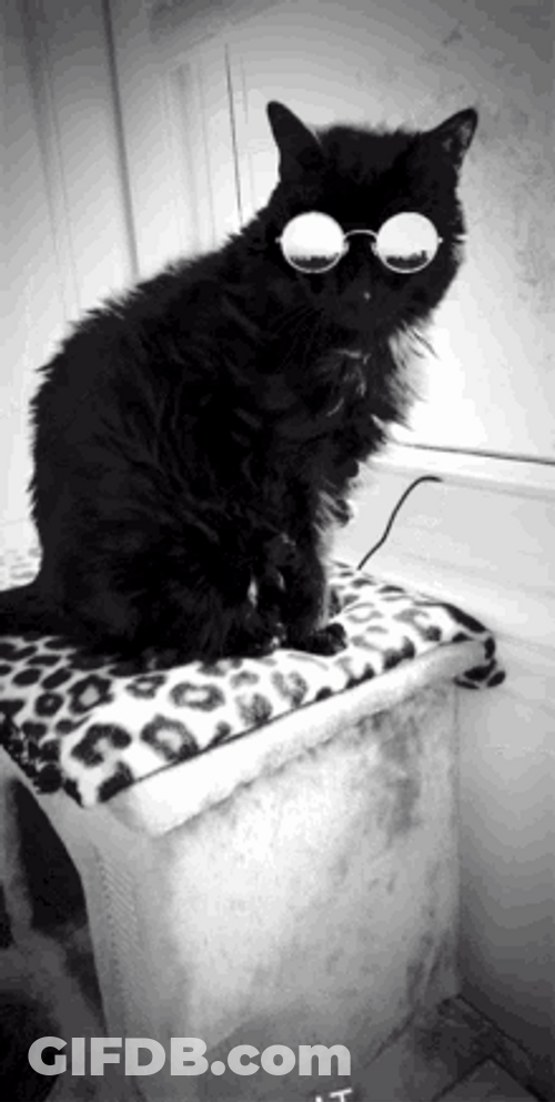 Black Cute Cat Wear Sunglasses Close Up GIF