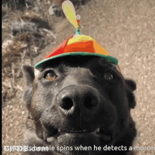 Black Dog Colorful Hat My Dog's Beanie Spins When He Detects A Moron GIF