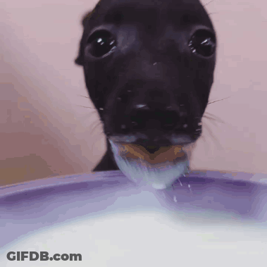 Black Dog Drinking Milk GIF