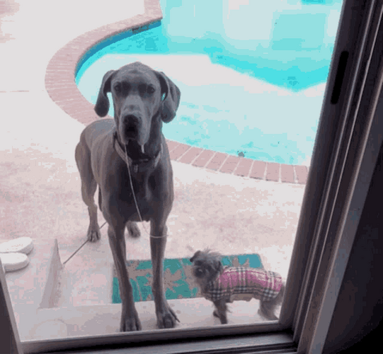 Black Dog Drooling GIF