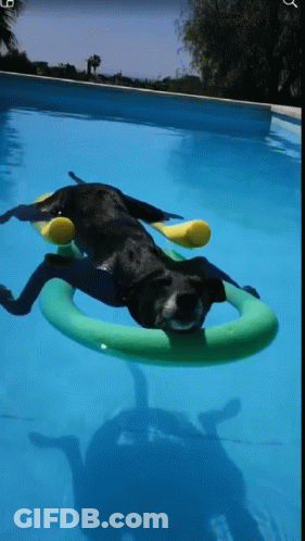Black Dog Floating On Green Ring GIF