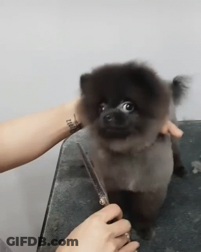 Black Dog Groomed By Person With Lucky Tattoo GIF
