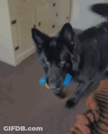 Black Dog Holding Blue Toy GIF