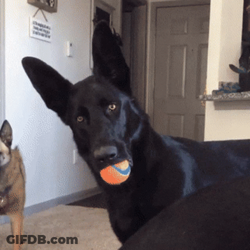 Black Dog Holding Tennis Ball In Mouth GIF