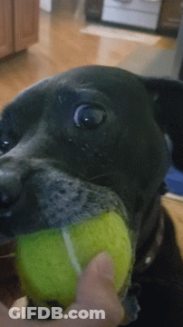 Black Dog Holding Tennis Ball In Mouth GIF