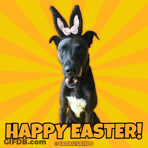Black Dog In Bunny Ears Happy Easter GIF