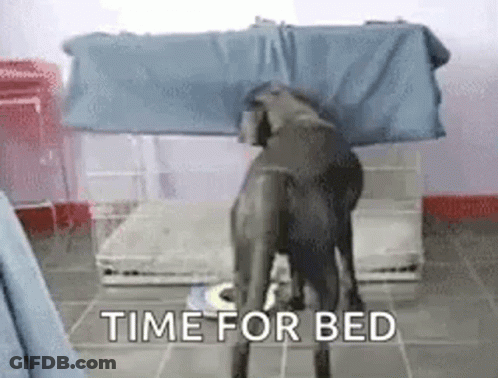 Black Dog In Front Of Cage Saying Time For Bed GIF