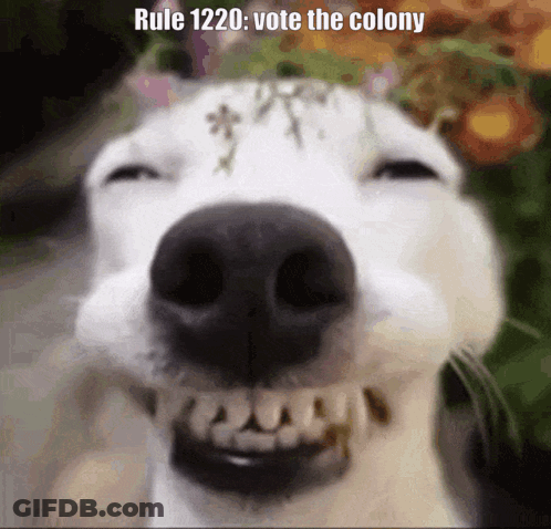 Black Dog In Grass With Person On Leash GIF