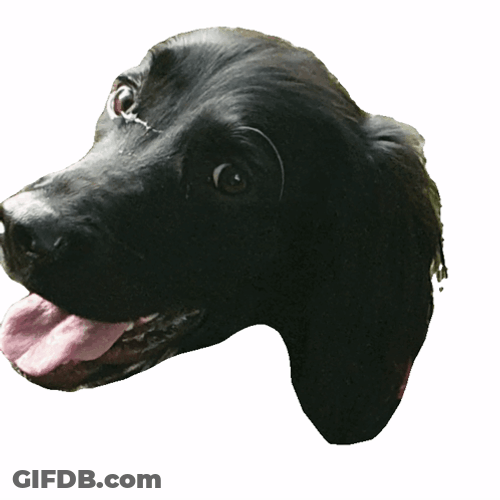 Black Dog Laughing GIF