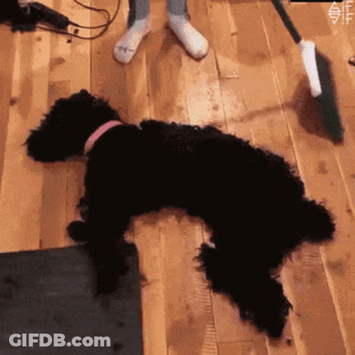 Black Dog Laying On Back Beside Broom GIF