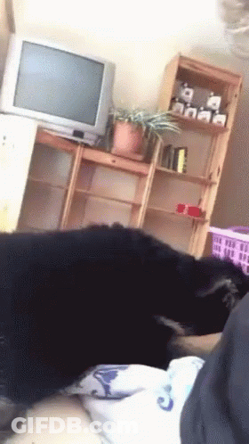 Black Dog Laying On Bed By TV GIF