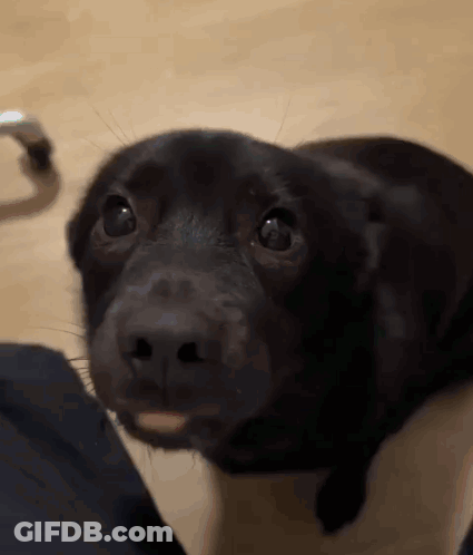 Black Dog Laying On Floor GIF