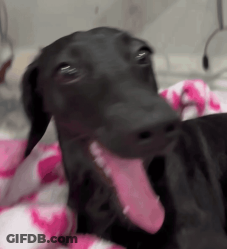 Black Dog Laying On Pink And White Blanket Tongue Out GIF
