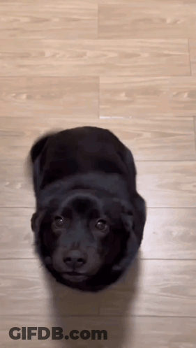 Black Dog Laying On Wooden Floor GIF