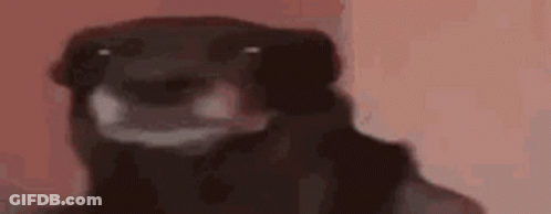 Black Dog Looking At Camera GIF