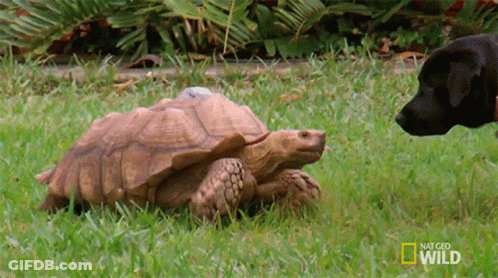 Black Dog Looking At Large Tortoise In Grass GIF
