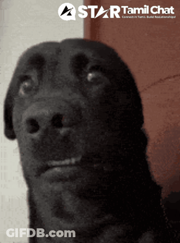 Black Dog Looking Up GIF