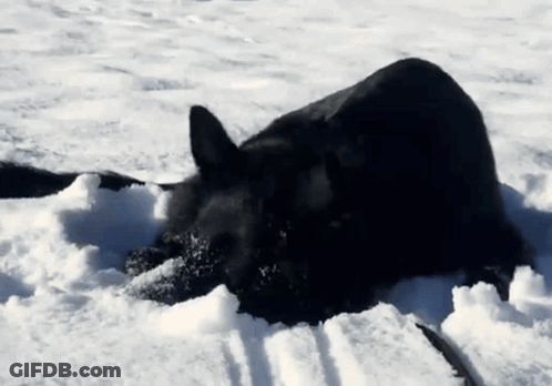Black Dog Lying In Snow With Leash GIF