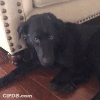 Black Dog Lying Near White Chair GIF