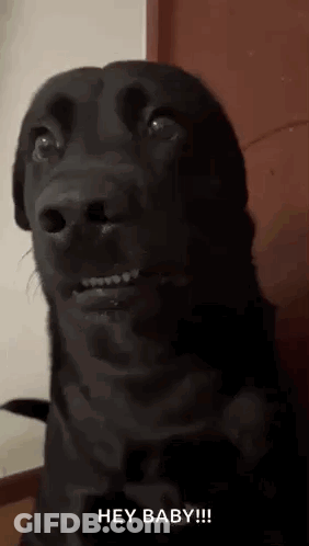 Black Dog Making Funny Face At Camera GIF