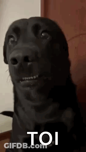 Black Dog Making Funny Face Saying Toi GIF