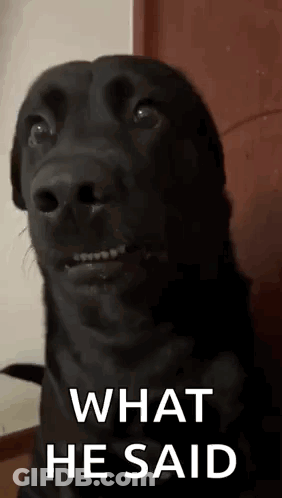 Black Dog Making Funny Face Saying What He Said GIF