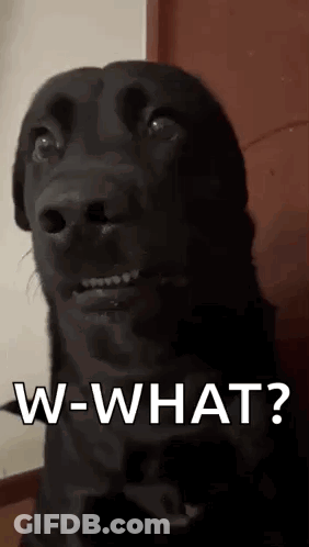 Black Dog Making Funny Face W-What GIF