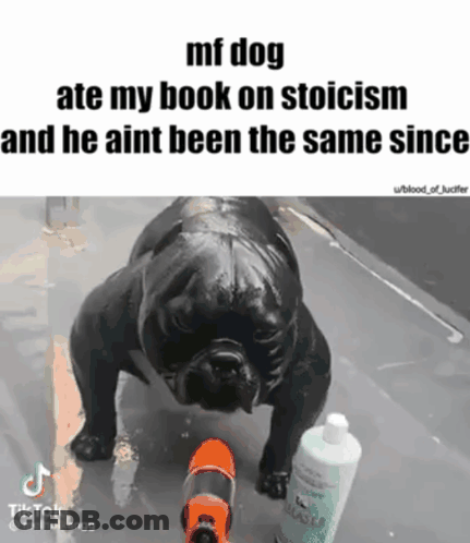 Black Dog Next To Bottle Of Lotion GIF