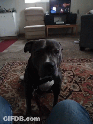 Black Dog On Rug In Front Of Television GIF