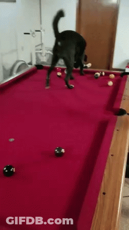Black Dog Playing Pool On Red Table GIF