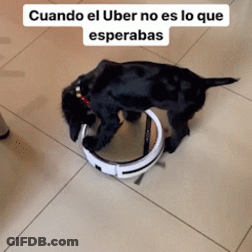 Black Dog Playing With Robotic Vacuum GIF