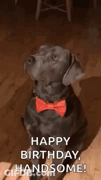 Black Dog Red Bow Tie Collar Sitting GIF