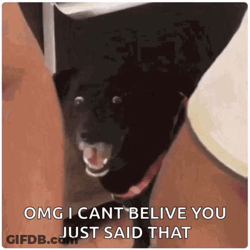 Black Dog Saying OMG I Cant Believe You Just Said That GIF